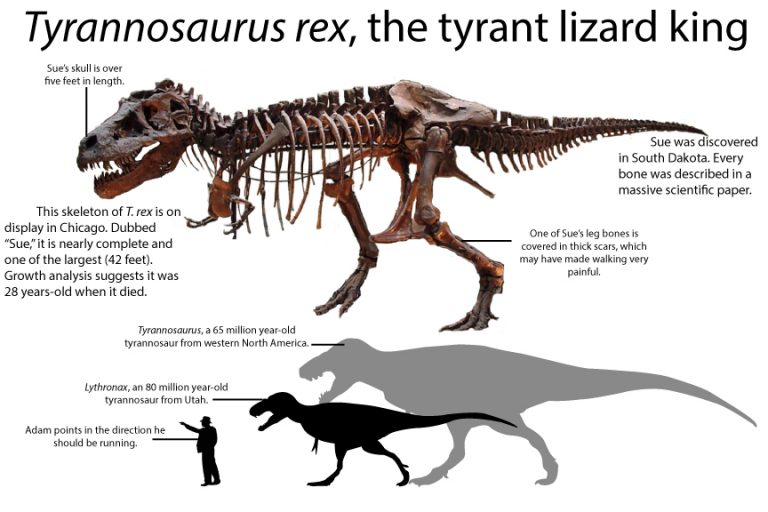 Sue Paleontology World 